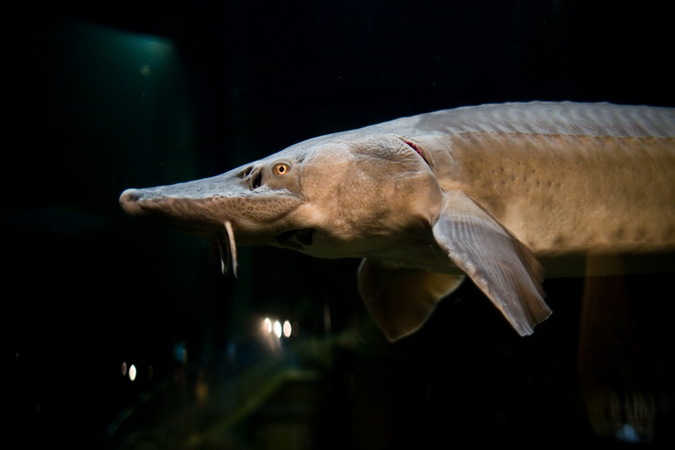 Керемет секс қуыршақ